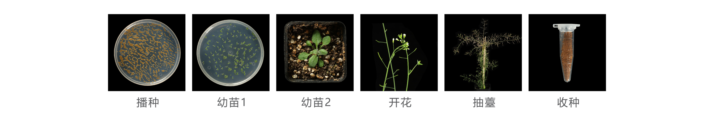 擬南芥